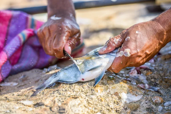 Primer plano de las manos del pescador limpiando el pescado fresco —  Fotos de Stock