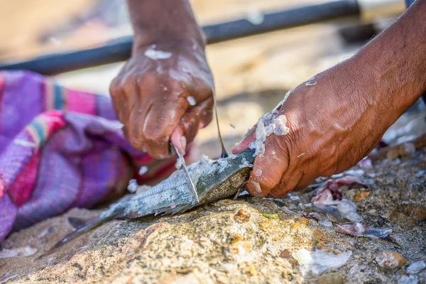 Fechar as mãos do pescador limpando o peixe fresco — Fotografia de Stock