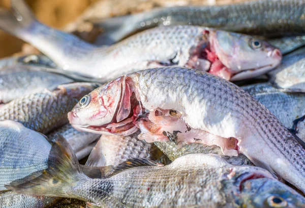 Captura fresca de pescado — Foto de Stock