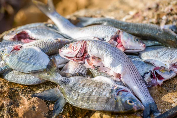 Captura fresca de pescado —  Fotos de Stock