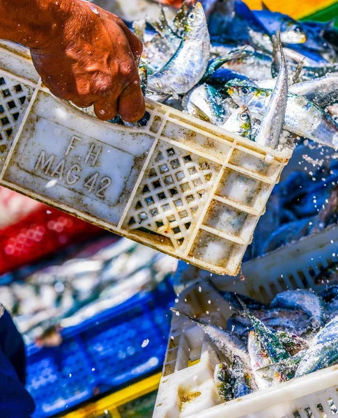 Pêcheurs arrangeant des conteneurs avec du poisson — Photo