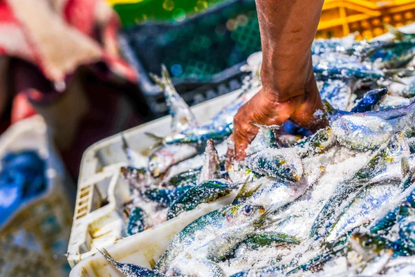 Pescadores que organizam recipientes com peixes — Fotografia de Stock