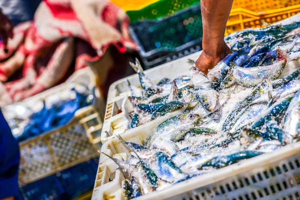 Balıkçılar kapları ile balık düzenlenmesi