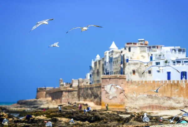 Seaguls flying over the sea and surrounding buildings — Stock Photo, Image