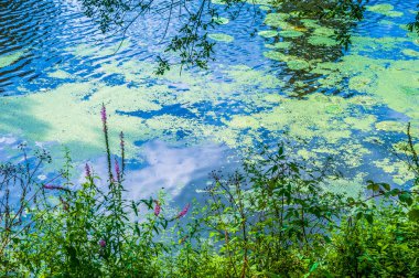 vahşi göl güzel rush