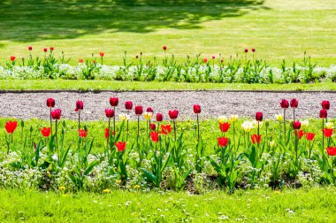 yolun kenarında güzel düzenlenmiş laleler