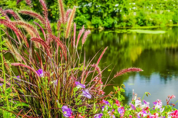 Uma Bela Imagem Artística Flores Perto Lago — Fotografia de Stock