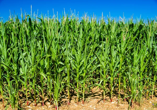 Maisfeld wächst — Stockfoto