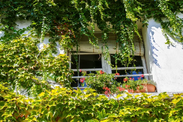 Wall of a house with window covered with ivy — Stock Photo, Image