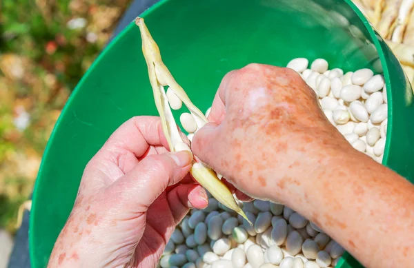 Conchiglia i fagioli romani e metti i fagioli in una pentola . — Foto Stock