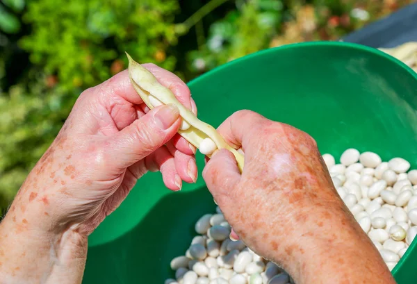 Shell the romano beans and put the beans in a pot. — Stock Photo, Image