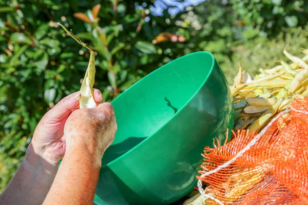 Shell the romano beans and put the beans in a pot. — Stock Photo, Image