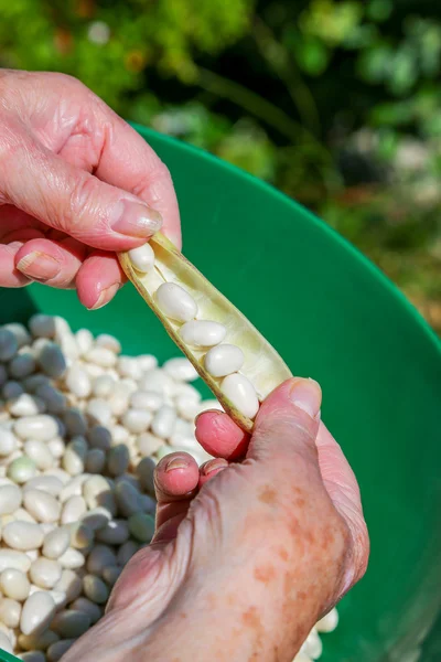 ロマーノに豆をシェルし、鍋に豆を置く. — ストック写真