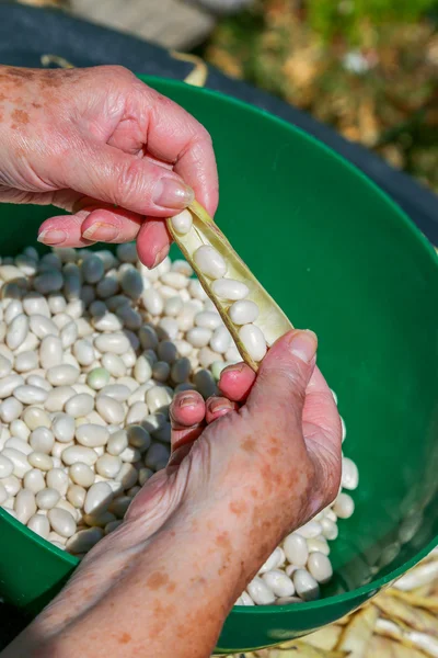 Conchiglia i fagioli romani e metti i fagioli in una pentola . — Foto Stock