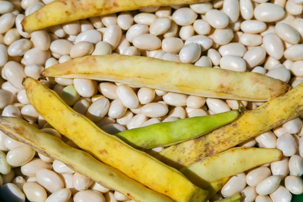 Una pila fresca di fagioli romani — Foto Stock