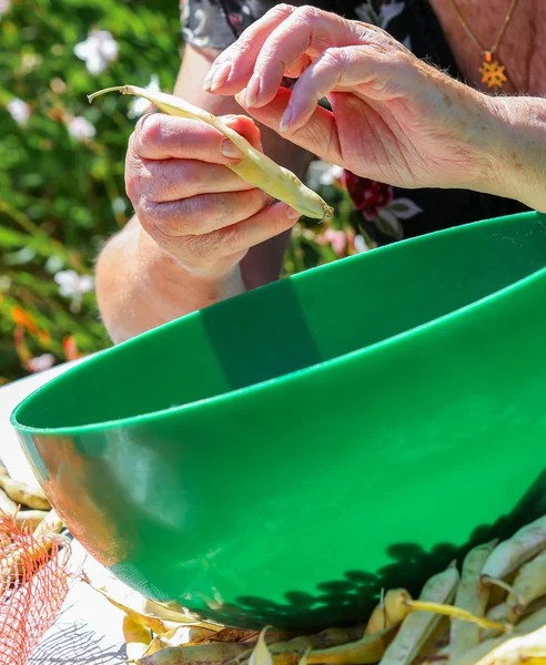 ロマーノに豆をシェルし、鍋に豆を置く. — ストック写真