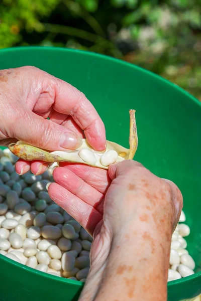 Conchiglia i fagioli romani e metti i fagioli in una pentola . — Foto Stock