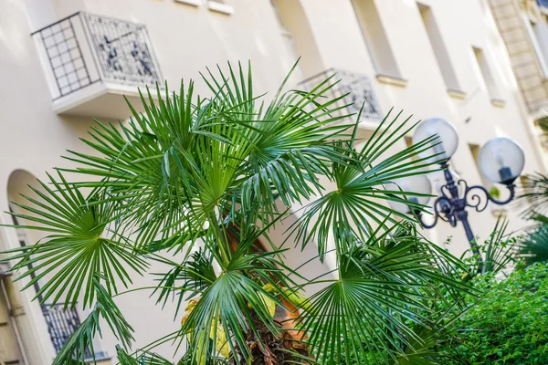 Beyaz bina önünde parlak yeşil Bismark palm — Stok fotoğraf