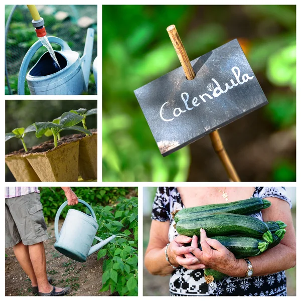 Collage mix of  farming and gardening in countryside — Stock Photo, Image