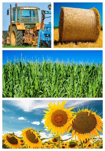 Collage mix of  farming and gardening in countryside — Stock Photo, Image