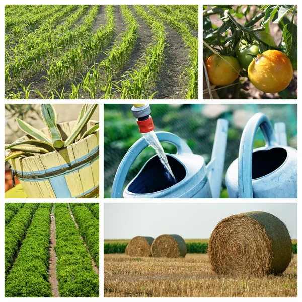 Collage mélange d'agriculture et de jardinage à la campagne — Photo