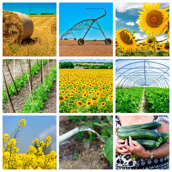 Collage mix of  farming and gardening in countryside — Stock Photo, Image