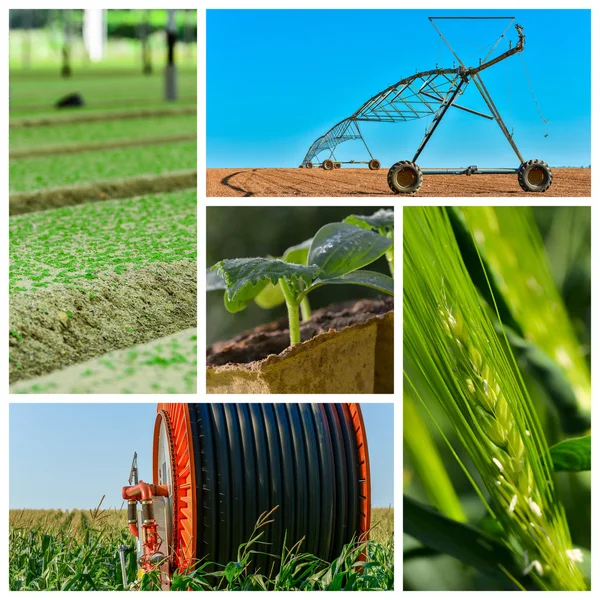 Collage mix di agricoltura e giardinaggio in campagna — Foto Stock