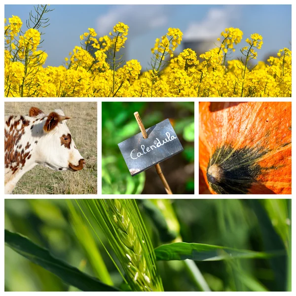 Collage-Mix aus Landwirtschaft und Gartenarbeit auf dem Land — Stockfoto