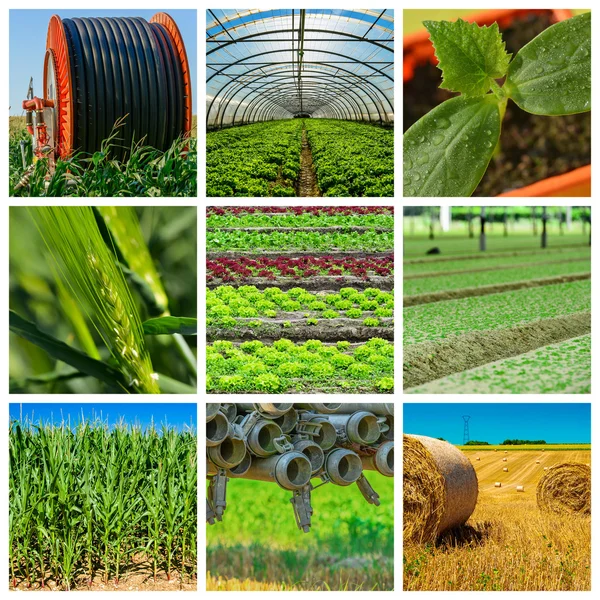 Collage mélange d'agriculture et de jardinage à la campagne — Photo