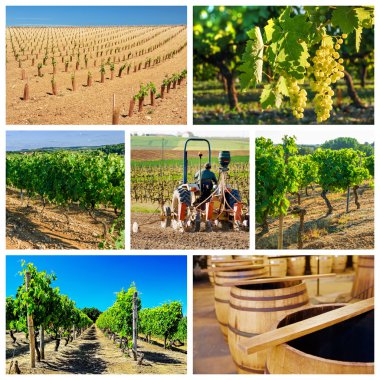 bağ ve şarap endüstrisi hakkında kolaj