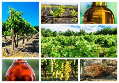 bağ ve şarap endüstrisi hakkında kolaj