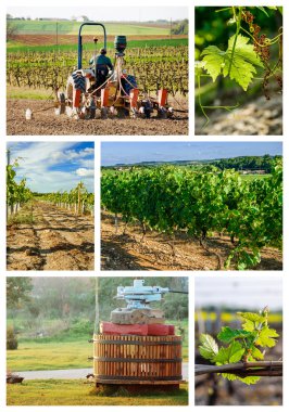 bağ ve şarap endüstrisi hakkında kolaj