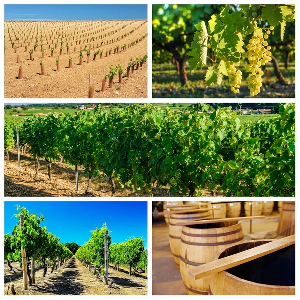关于葡萄园和葡萄酒业拼贴画 — Stockfoto