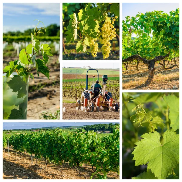 Collage about vineyard and wine industry — Stock Photo, Image