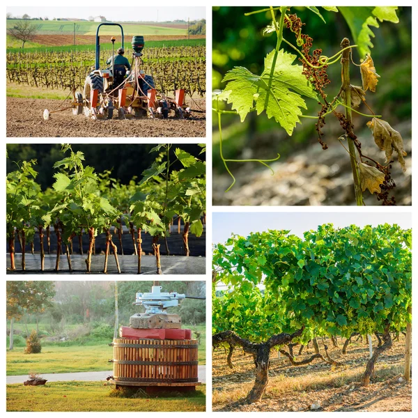 bağ ve şarap endüstrisi hakkında kolaj