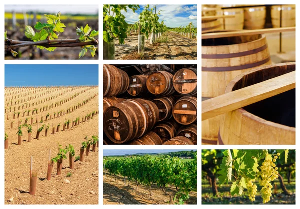 bağ ve şarap endüstrisi hakkında kolaj