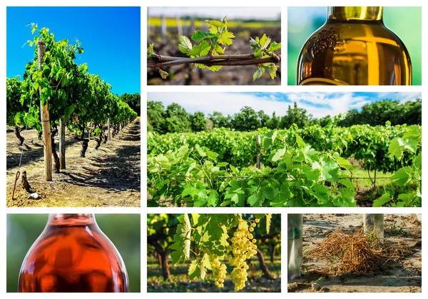 Collage about vineyard and wine industry — Stock Photo, Image