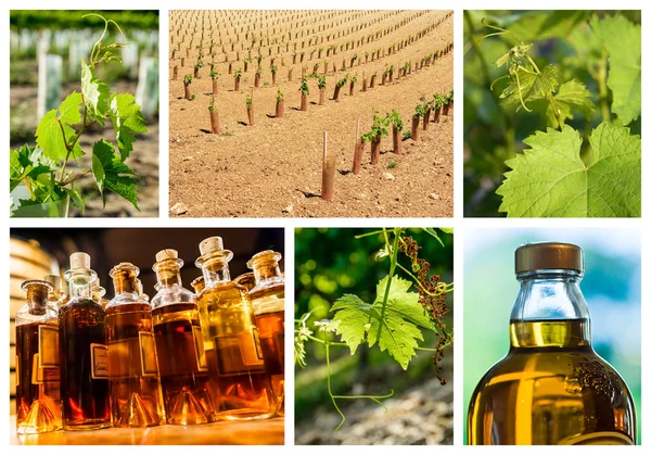 Collage su vigneto e industria vinicola — Foto Stock