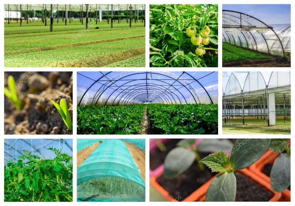 collage mix of  farming and gardening in greenhouse