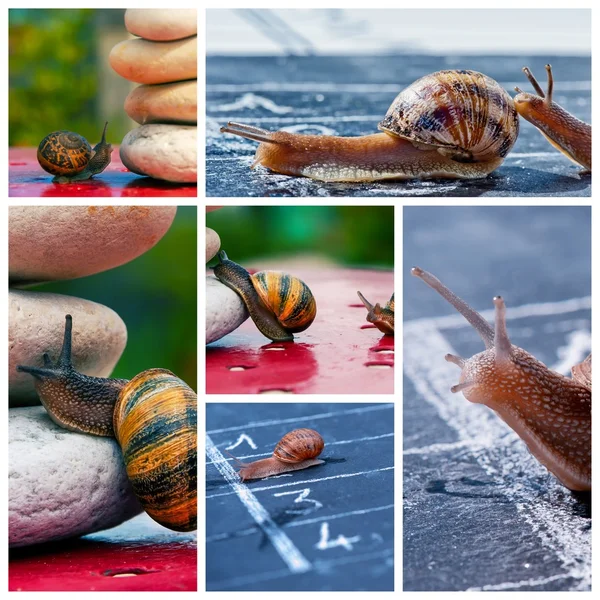 Metáfora del negocio del caracol — Foto de Stock