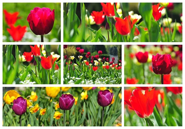 Collage of Colorful tulips in a field — Stock Photo, Image