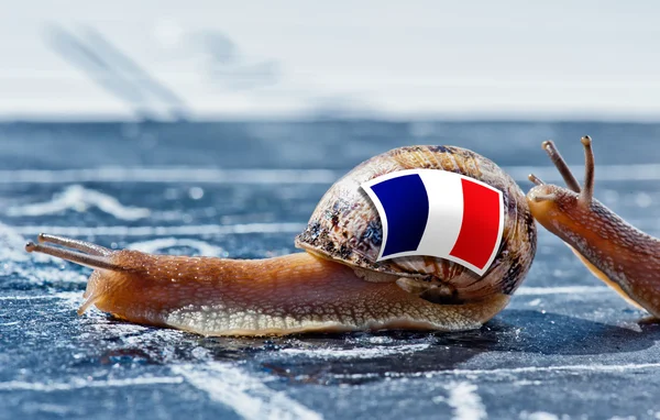 Snail with the colors of France flag encouraged by another country — Stock Photo, Image