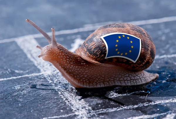 Finish line winning of a snail with the colors of Europe flag — Stock Photo, Image