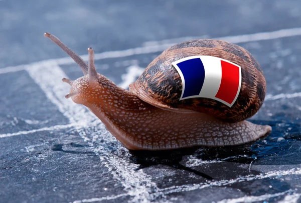 Ligne d'arrivée victoire d'un escargot aux couleurs du drapeau français — Photo