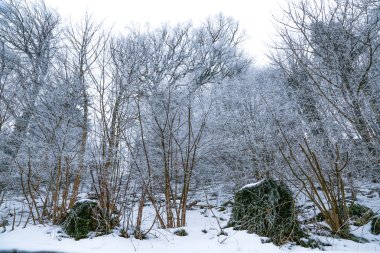 Kış manzara orman Vosges dağ, Fransa