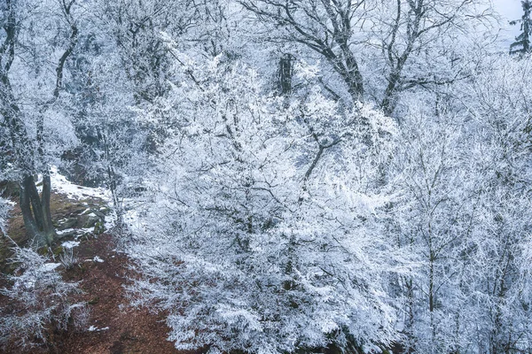 Winterlandschaft mit Wald in den Vogesen, Frankreich — Stockfoto