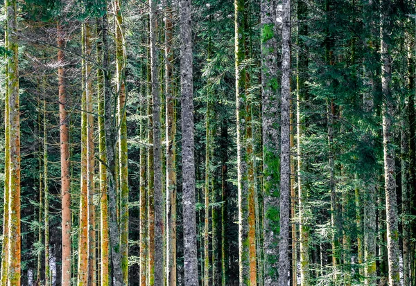 Vinterlandskap i skogen i Vogeserna berg, Frankrike — Stockfoto