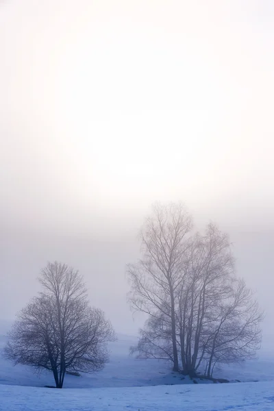 Silhouette albero sulla neve e nebbia — Foto Stock