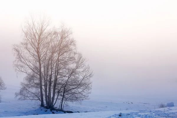 Boom silhouet op de sneeuw en mist — Stockfoto