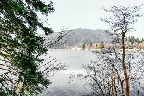 Lähikuva havupuusta, jonka taustalla on jäädytetty järvi — kuvapankkivalokuva